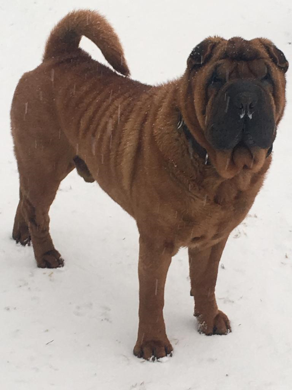 Чиншоу Норд Ост Марсель 8 лет