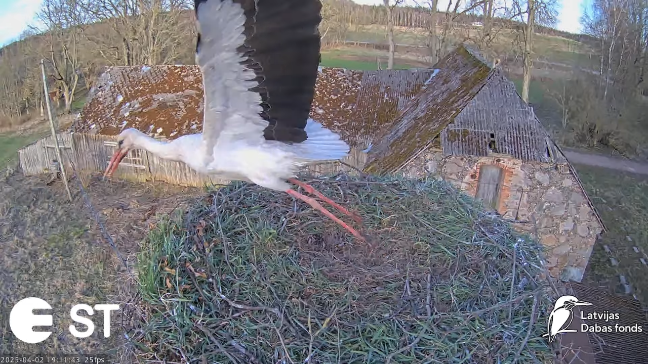 (5) Baltie stārķi (Ciconia ciconia) Tukuma novadā __ White storks in Tukums, Latvia - YouTube - 800_