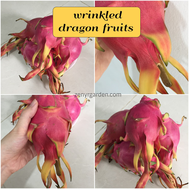 wrinkled-dragon-fruits.jpg