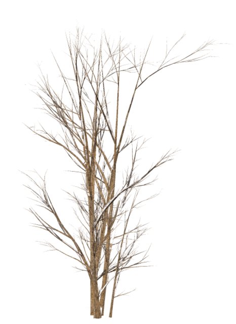 beautiful_reindeer_44