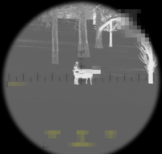 skija-cow-ir