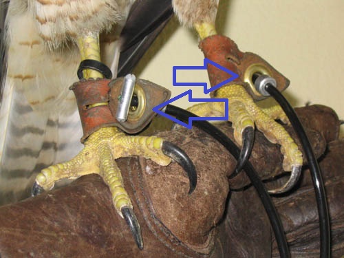 Jesses Red Tailed Hawk