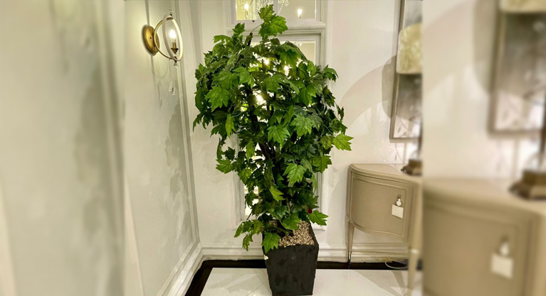 Tree - Green Leaf Black Pot Medium Size