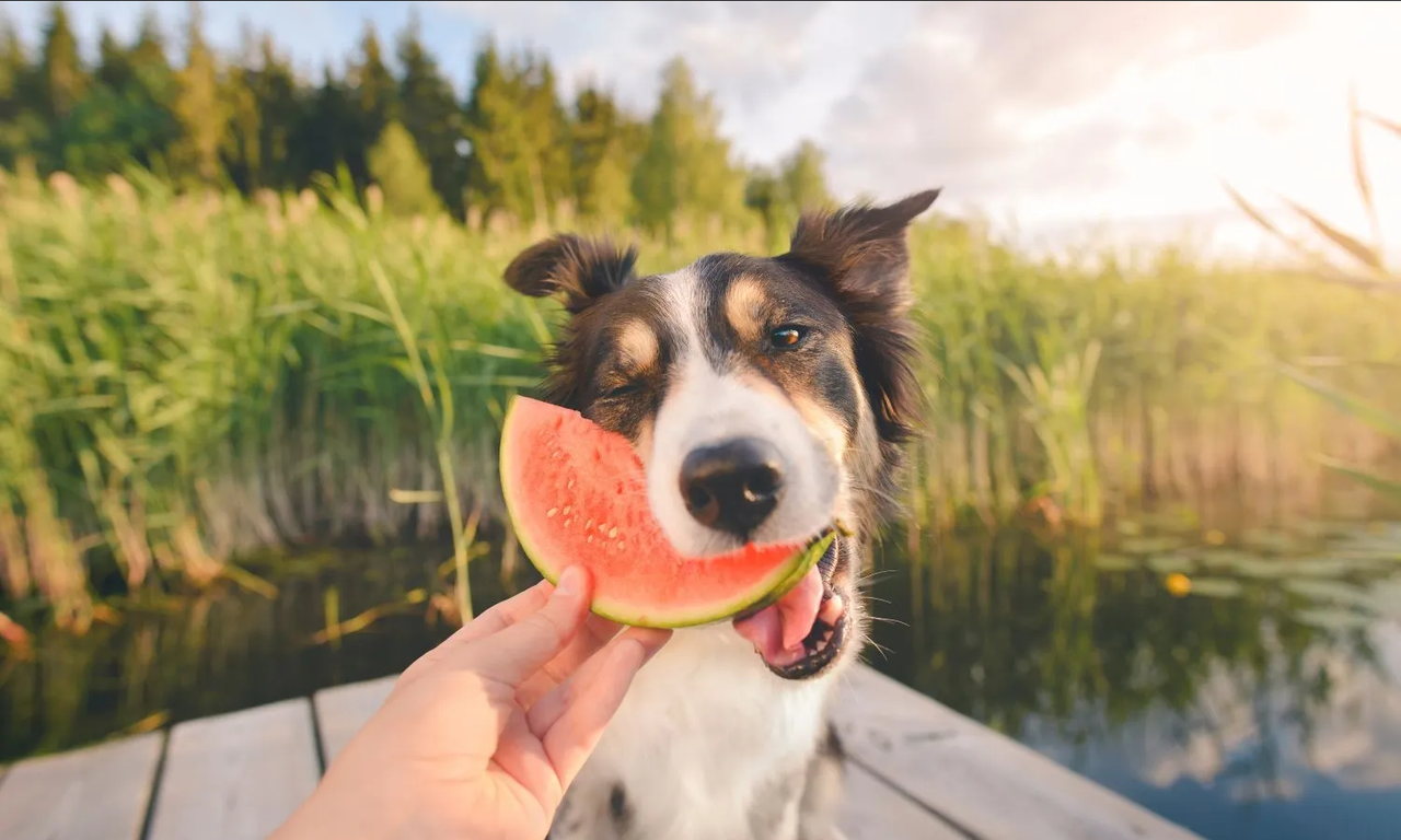 ¿Cuántas veces a la semana le puedo dar frutas a mi perro?