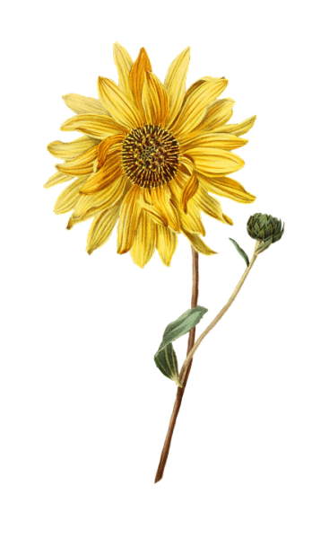 ISmellAutumn-LL-Element77