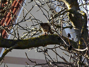 [Obrázky: DSC02823.jpg]