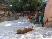 BBG&B12AStrollToSujataTempleB - 3