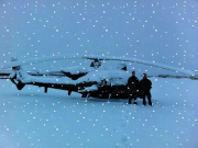 French Snow Gazelle (snow effect)