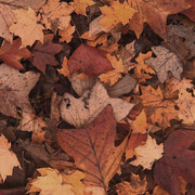 autumncoffee-mm-paper07