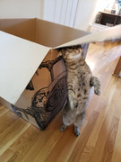 Has-Lab-War-for-Cybertron-Unicron-Production-Update-3-03