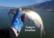 [Image: SMALLEST.jpg]