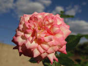 9.2.it appears Rosy has changed II