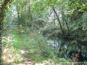 The boggy channel of the Bude Canal.