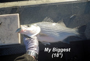 [Image: MY-BIGGEST.jpg]