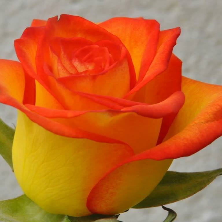 14333712-1279470882075705-4500226310941395492-n