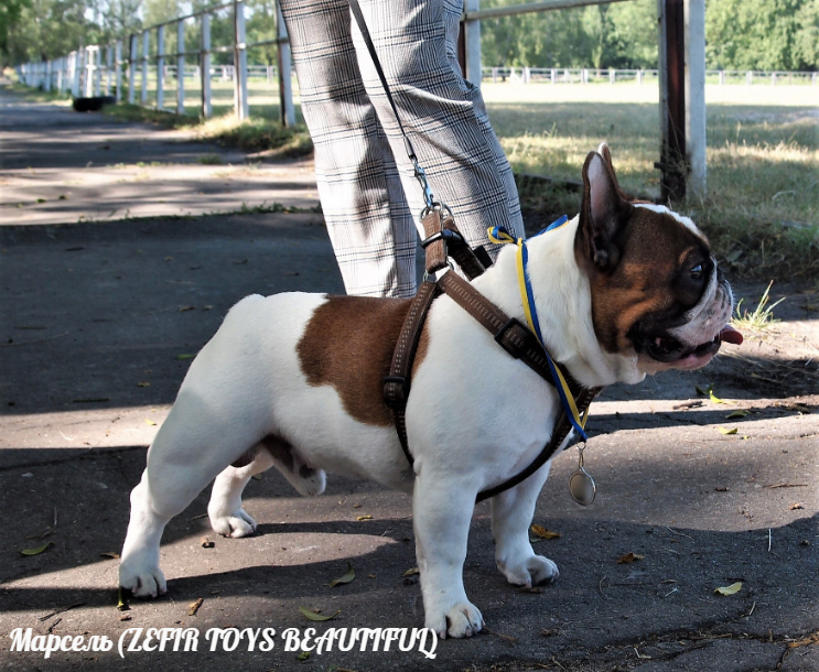 Без названия (5)