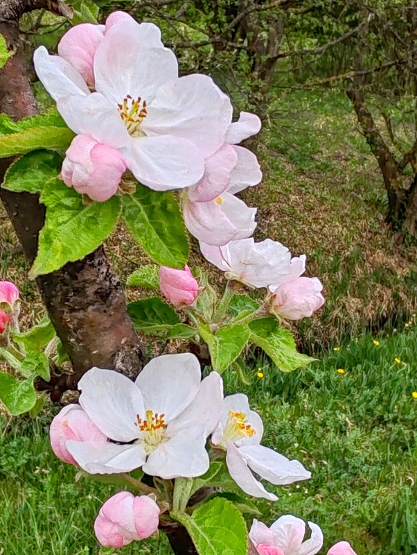 IMG 20260413 190700bb