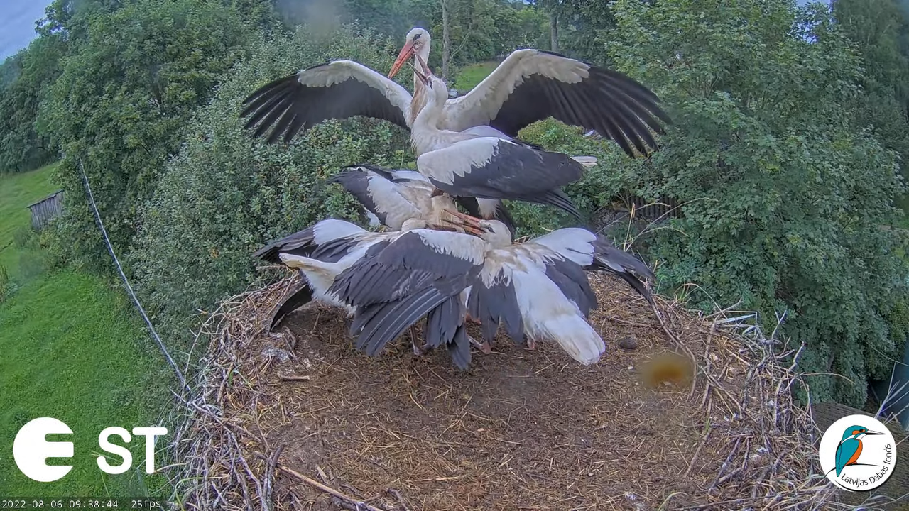 Baltie stārķi (Ciconia ciconia) Tukuma novadā - LDF tiešraide __ White storks in Tukums, Latvia 11-3
