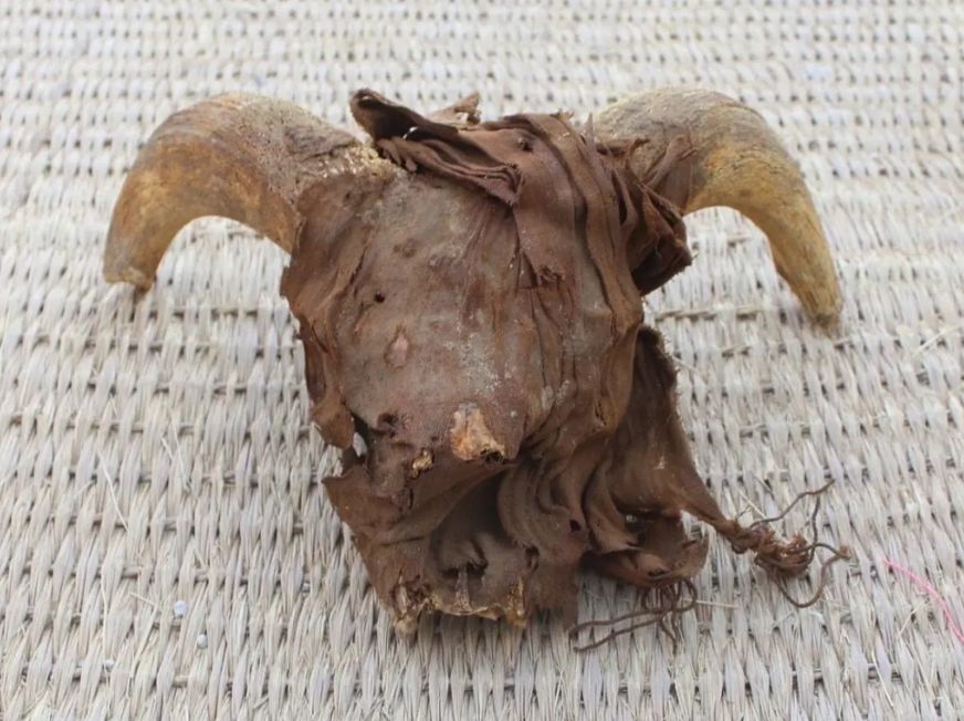 Una testa di ariete mummificata