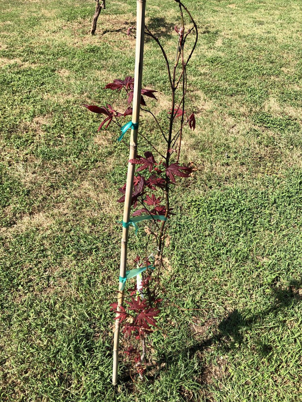 Japanese Red Leaf Maple tree iii