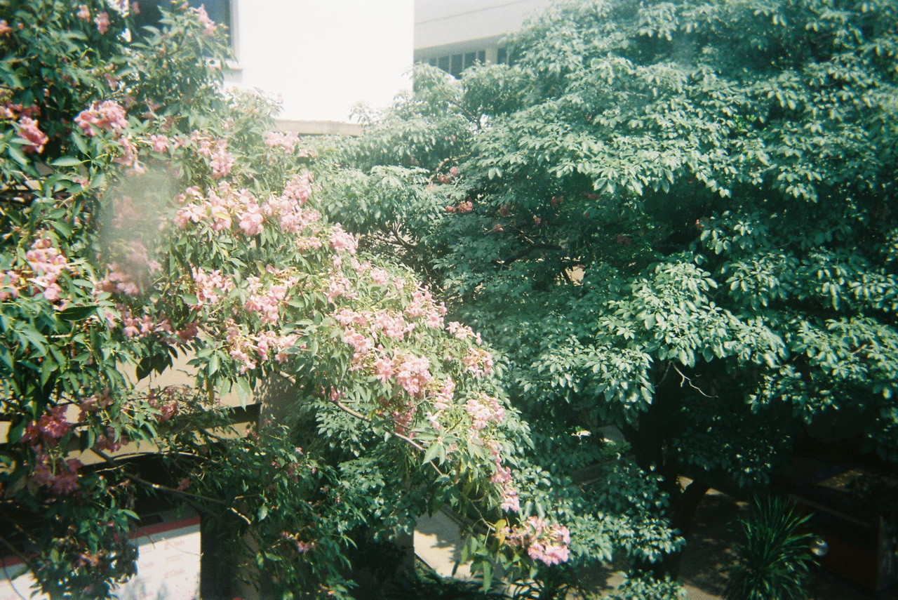 Fuji-Quick-46-resized