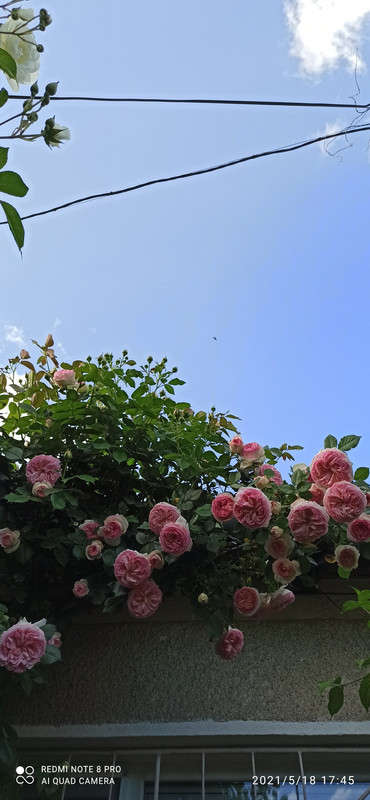 IMG_20210518_174524