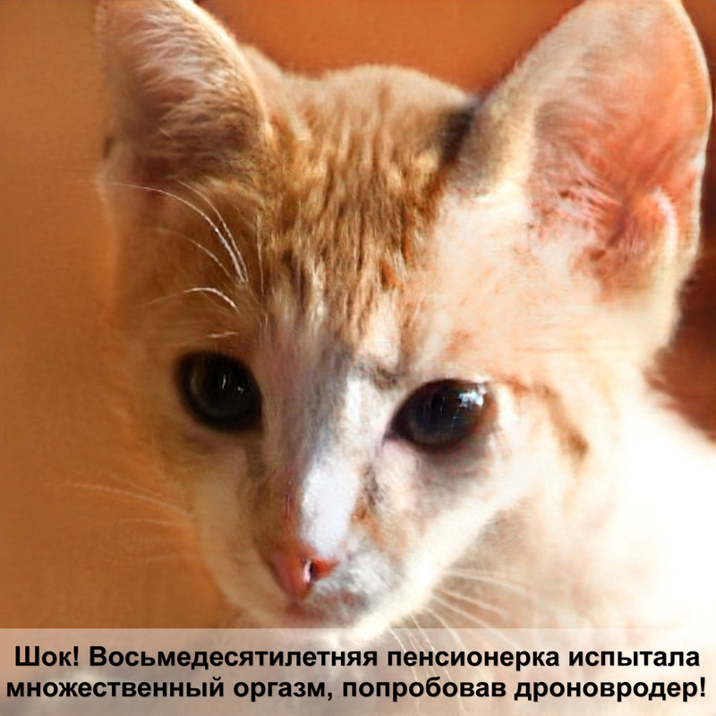 норма сахара в крови у кошек