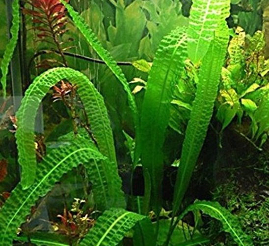 Anubias nana