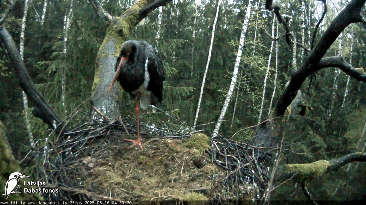 vlcsnap-2025-05-16-06h46m11s083