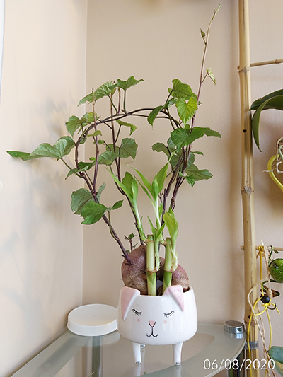 [Image: IMG-20200806-133624.jpg]