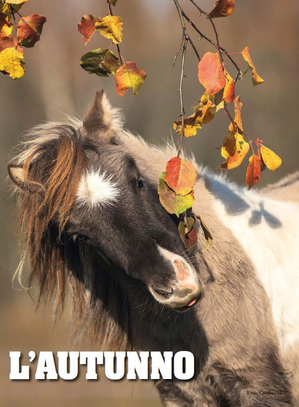 Il Mio Cav (Set-Ott 2024) 2