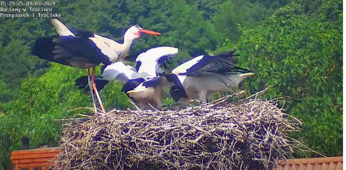 dokuczanierundakolejna