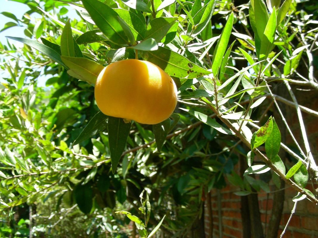 Eugenia pyriformis x Eugenia lutescens - Sweet u