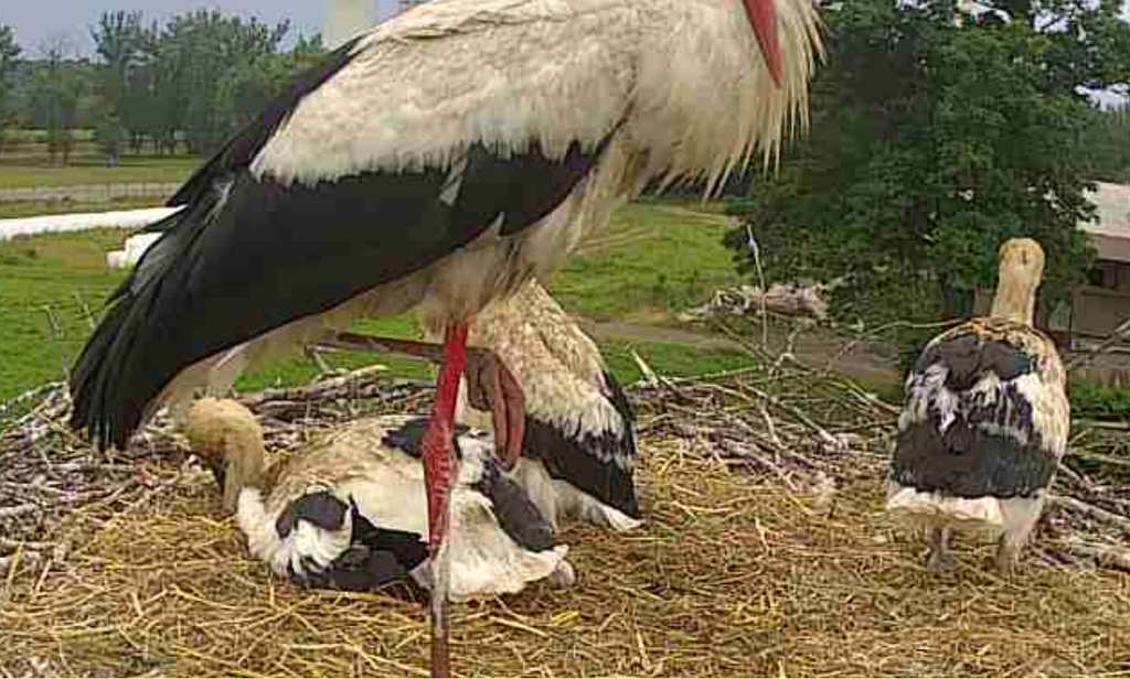 2019-06-13 19_20_00-https___www.drakknet.cz_capionline2__param1=