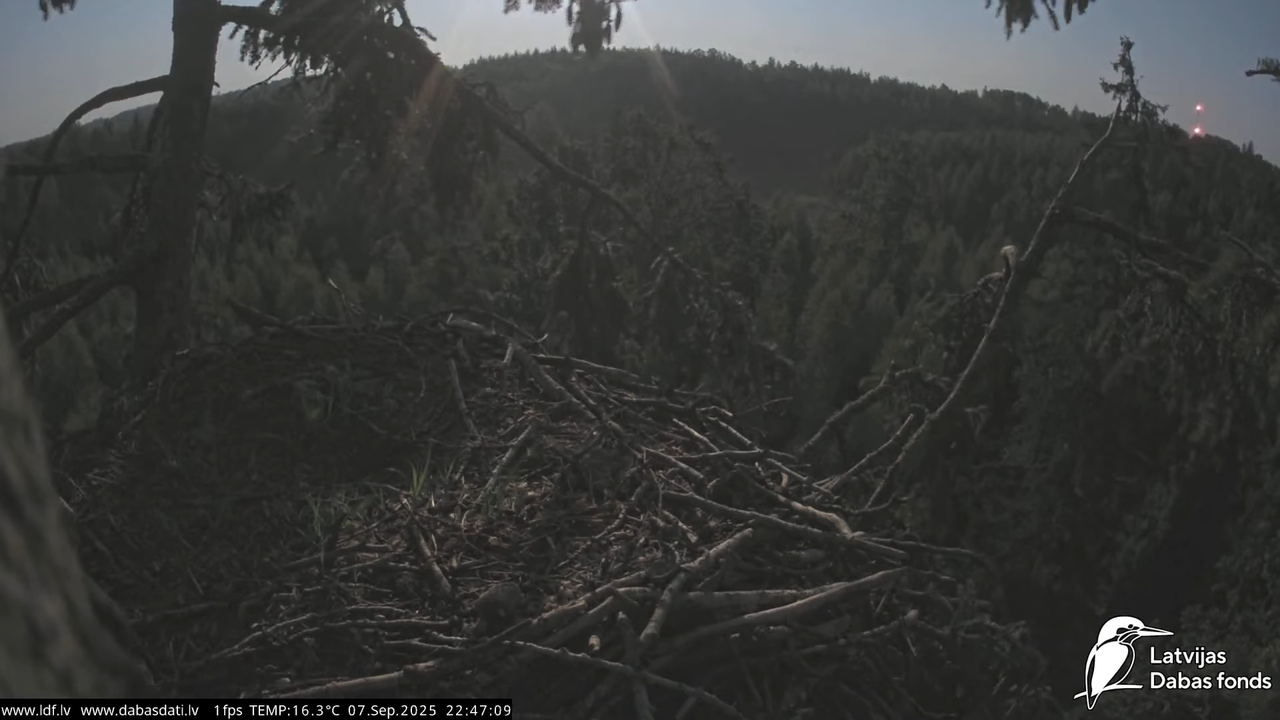 Jūras ērgļi (Haliaeetus albicilla) Durbē 13-58-19 screenshot