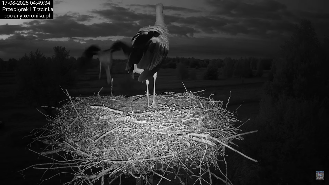 17082025bociany4