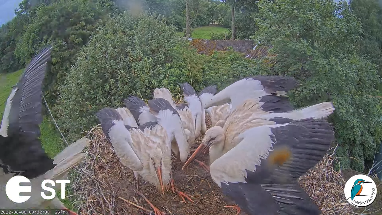 Baltie stārķi (Ciconia ciconia) Tukuma novadā - LDF tiešraide __ White storks in Tukums, Latvia 11-2