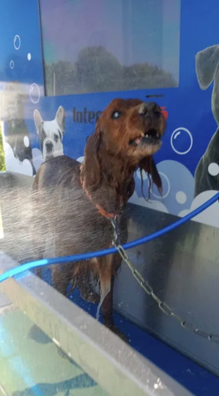 Chien pendant son lavage chez Dog Flash
