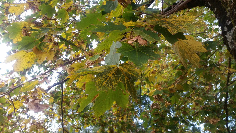 [Image: y20181008_180532.jpg]