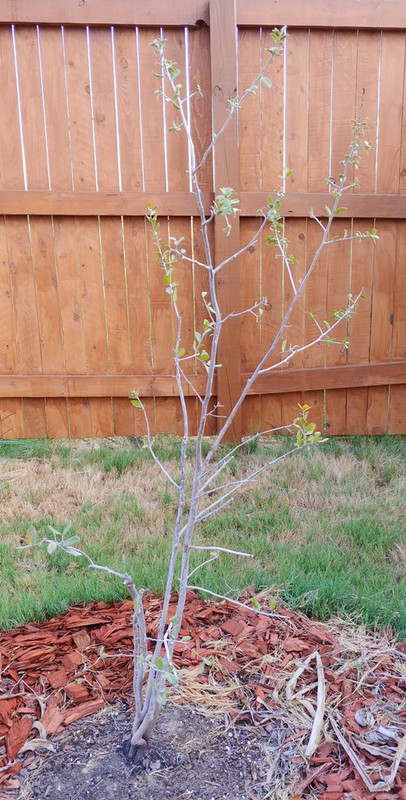 Texas Persimmon - Tree