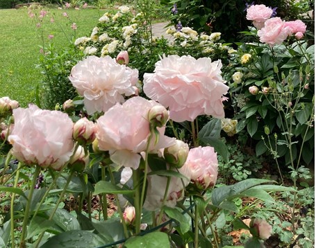 [Image: Peony3.jpg]