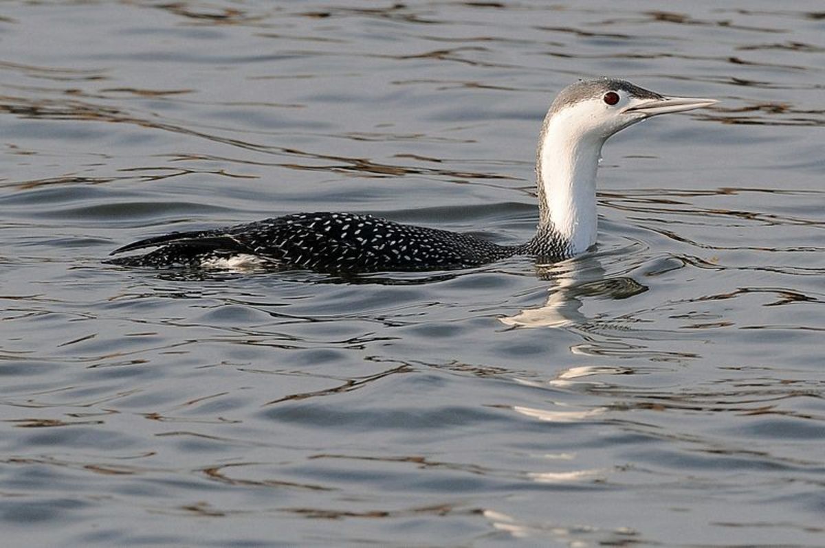 What Is a Fortunate Swimming Bird?
