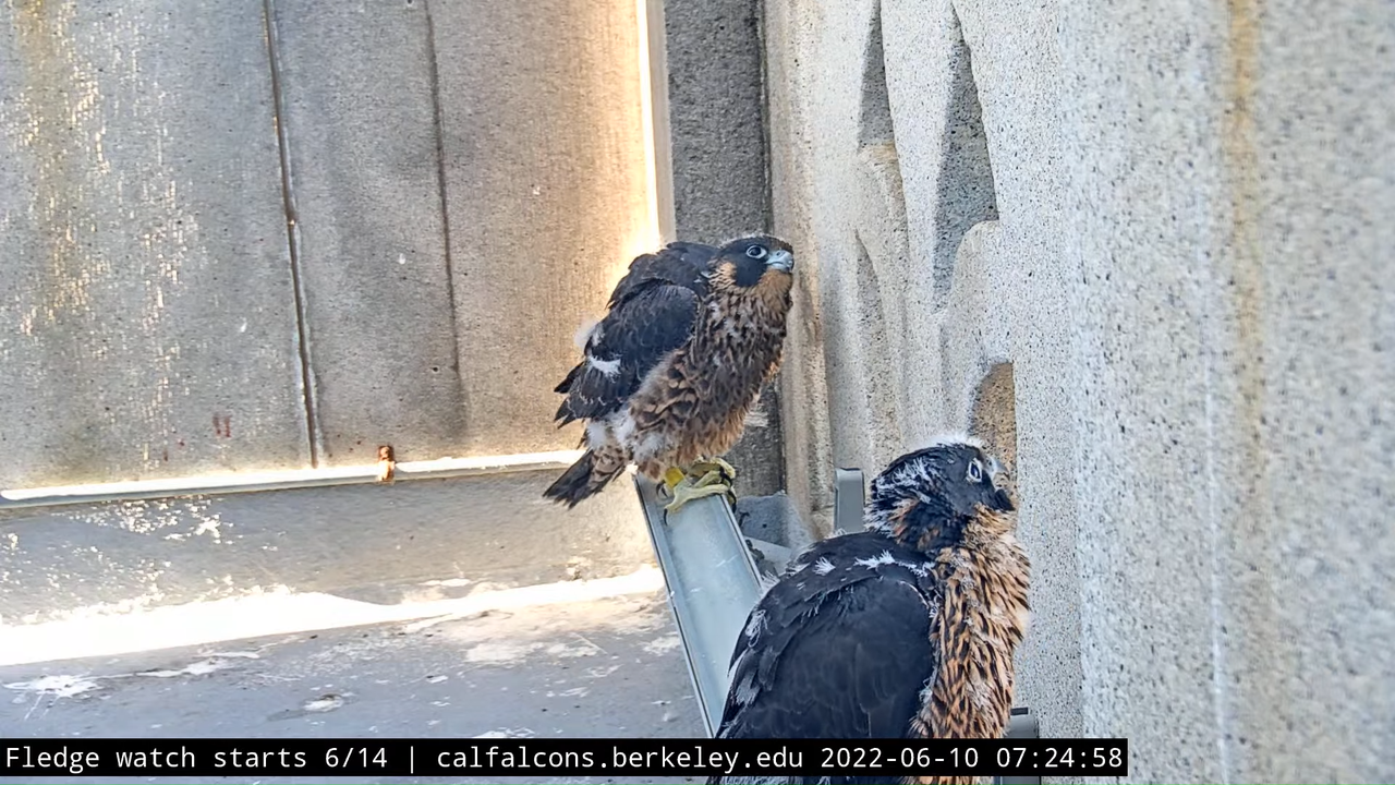 Cal Falcons Nest Cam, UC Berkeley 8-58-8 screenshot (1)