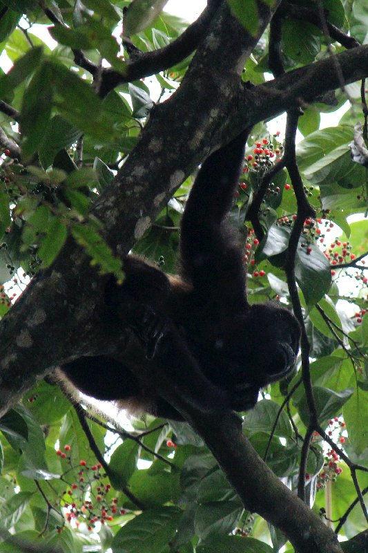 DE TORTUGAS Y PEREZOSOS. COSTA RICA 2019 - Blogs de Costa Rica - DIA 14: PARQUE DE MANUEL ANTONIO (48)