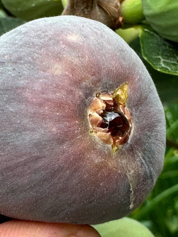 figs-9.jpg