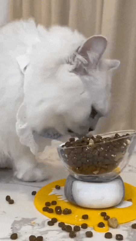 https://i.postimg.cc/63BynxkF/8.gif
