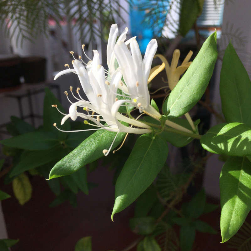 Chèvrefeuille original 29août21 -4605