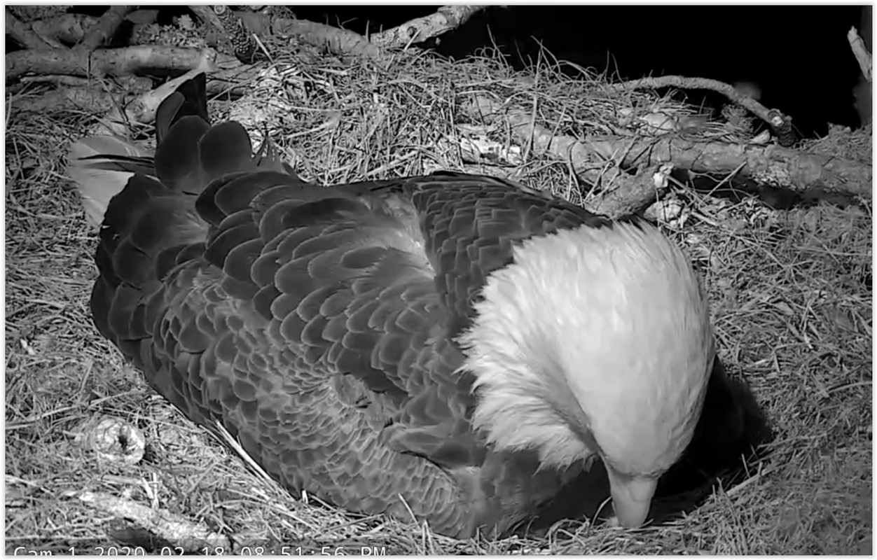 Screen Shot 02-19-20 at 02.55 AM 001