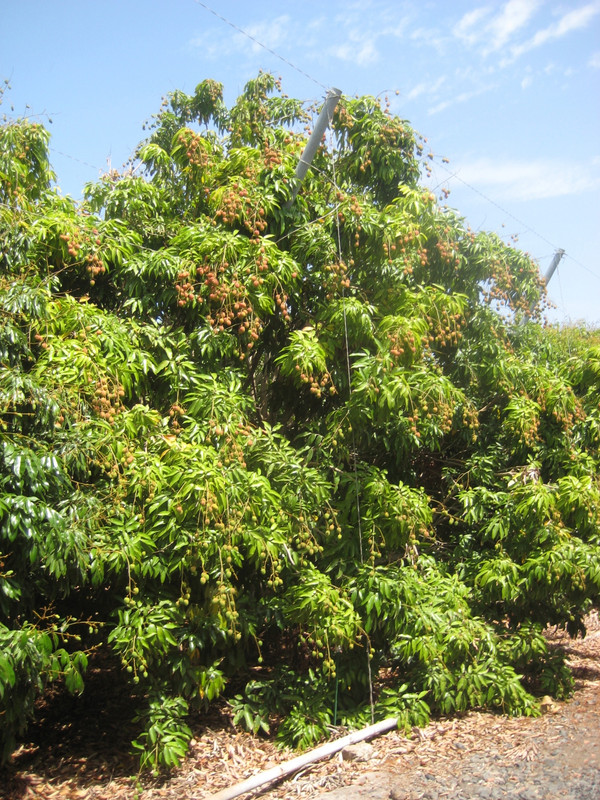 IMG_7425 Litchi