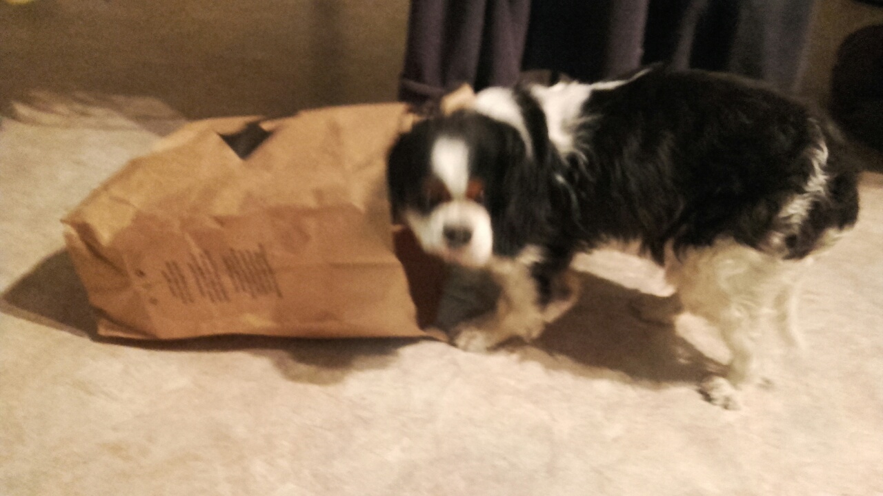 шарит по пакетам1